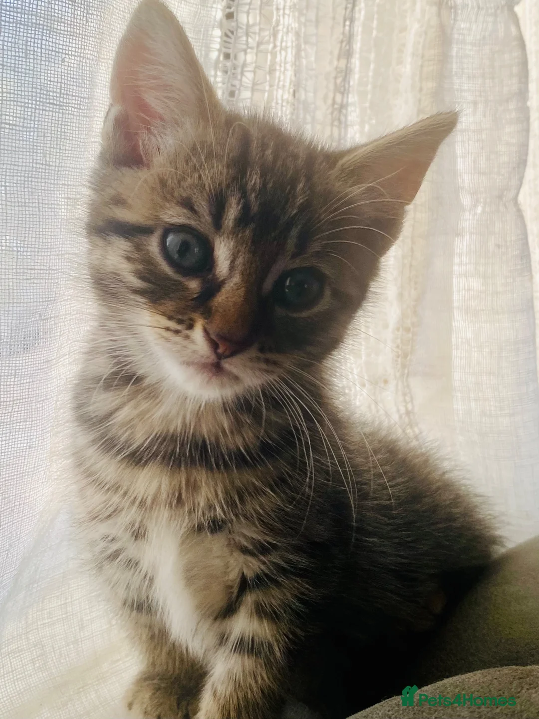 Maine Coon cats for sale: 4 stunning kittens  - Advert 1