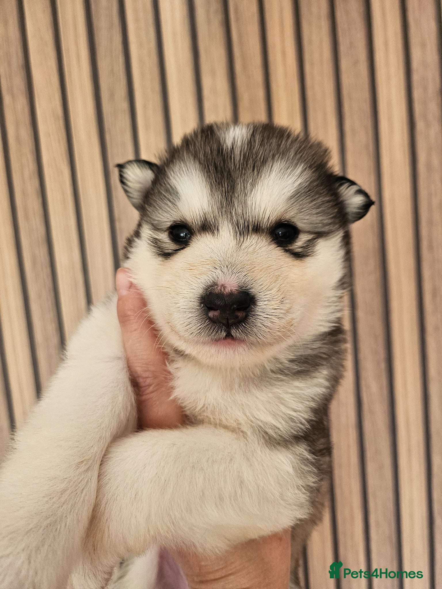 Alaskan Malamute dogs Full Alaskan Malamute puppies  - Advert 12
