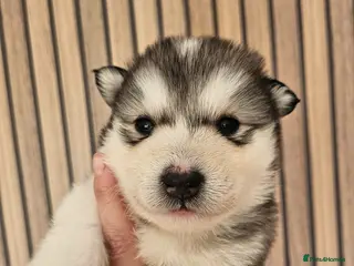 Alaskan Malamute dogs Full Alaskan Malamute puppies - Advert 12