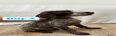 German Wirehaired Pointer Puppy 8