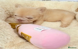 French Bulldog dogs for sale: Visual fluffy ** French bulldog puppies - Image 18