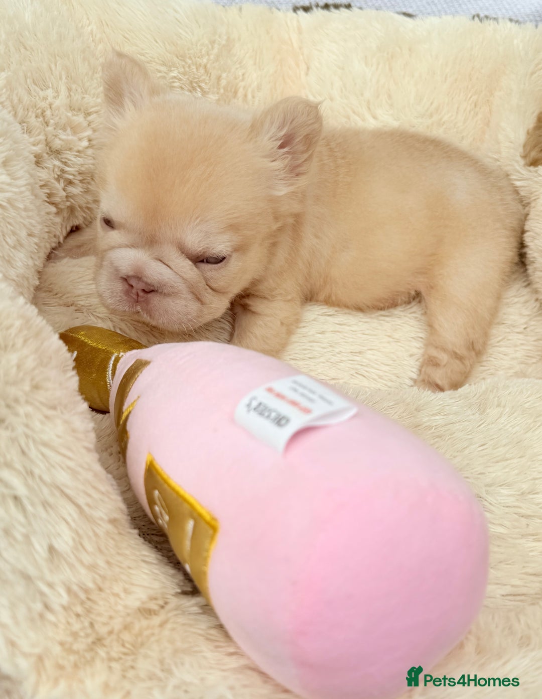 French Bulldog dogs for sale: Visual fluffy ** French bulldog puppies - Image 18
