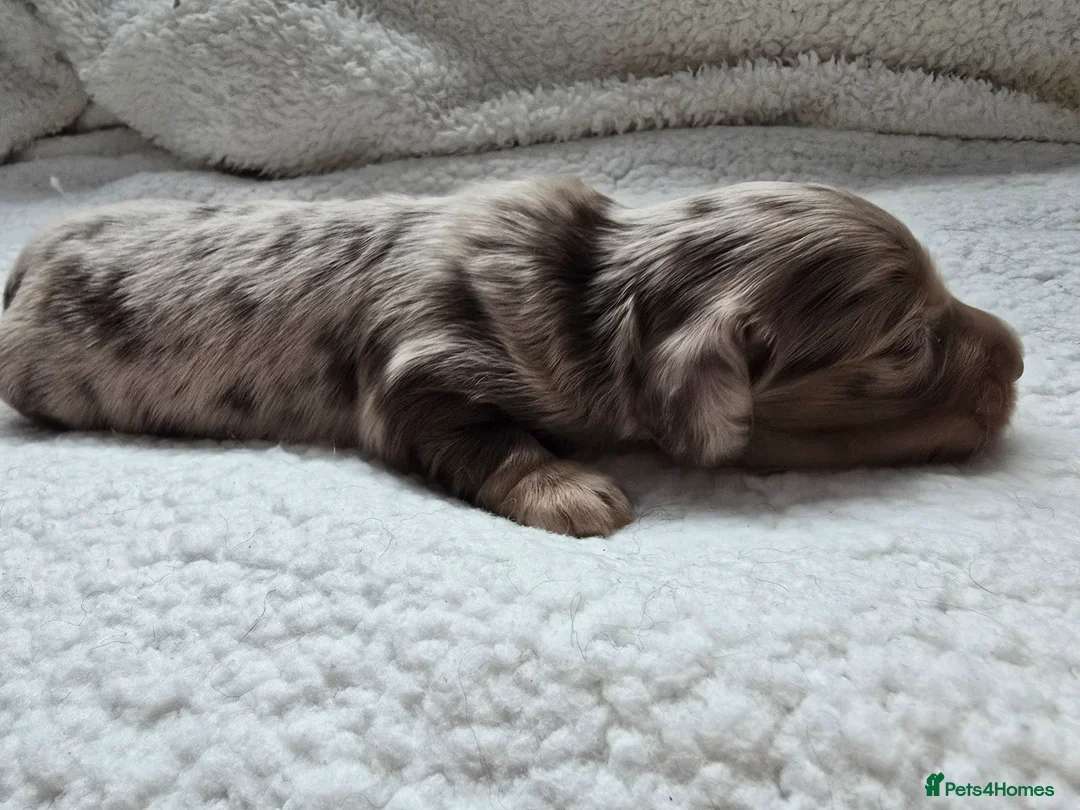 Miniature Dachshund dogs for sale:  Long Hair Dachshund  Dapple Male ,Parents KC  in Leven - Advert 2