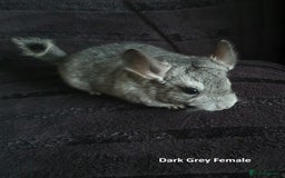 Chinchilla rodents for sale: Chinchillas - 10 weeks old - Advert 8
