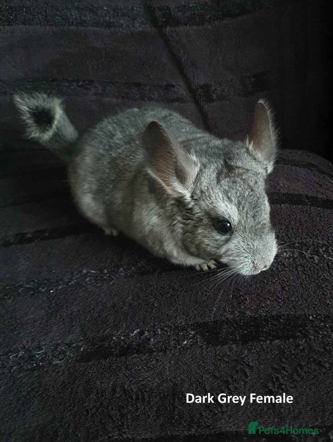 Chinchilla rodents for sale: Chinchillas - 10 weeks old - Advert 8