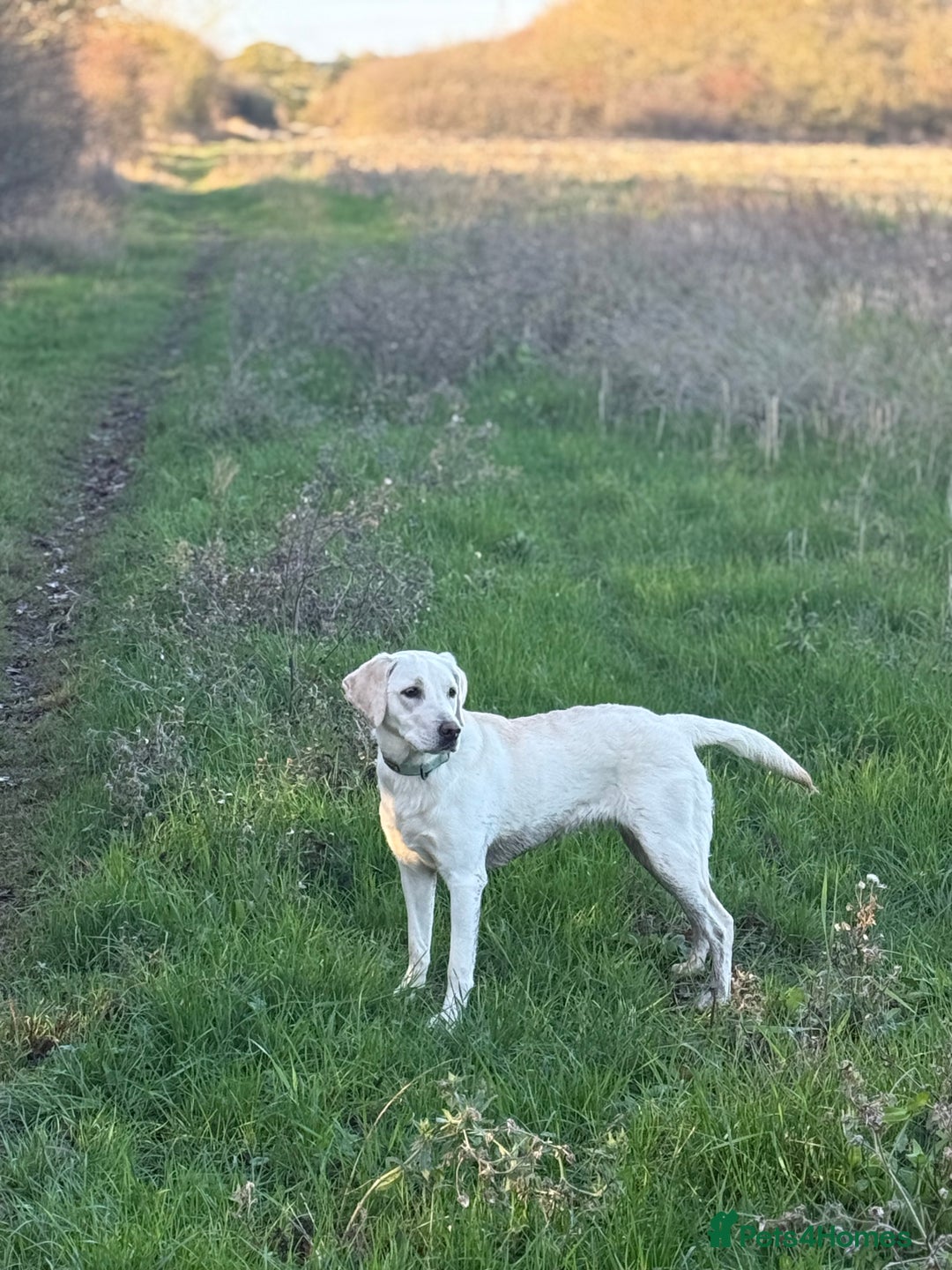 Labrador Retriever dogs for sale: 9 month old Willow  - Advert 1
