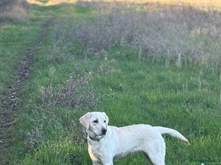 Labrador Retriever dogs 9 month old Willow - Advert 1