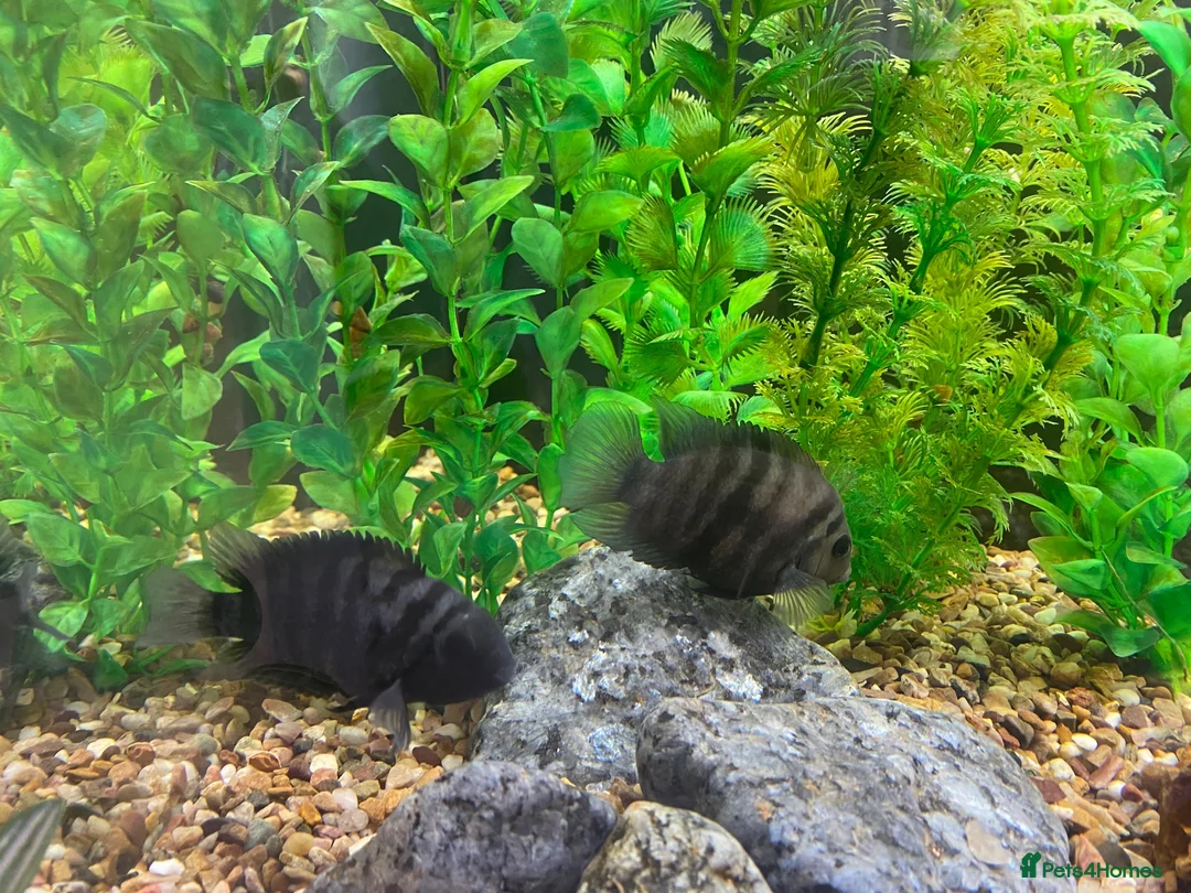 Cichlids fish for sale: Convict Cichlids  in Norwich - Advert 2