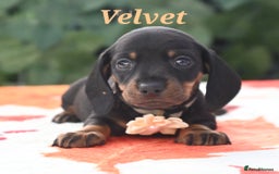 Miniature Dachshund dogs for sale: Beautiful KC black and tan smooth girls - Advert 3