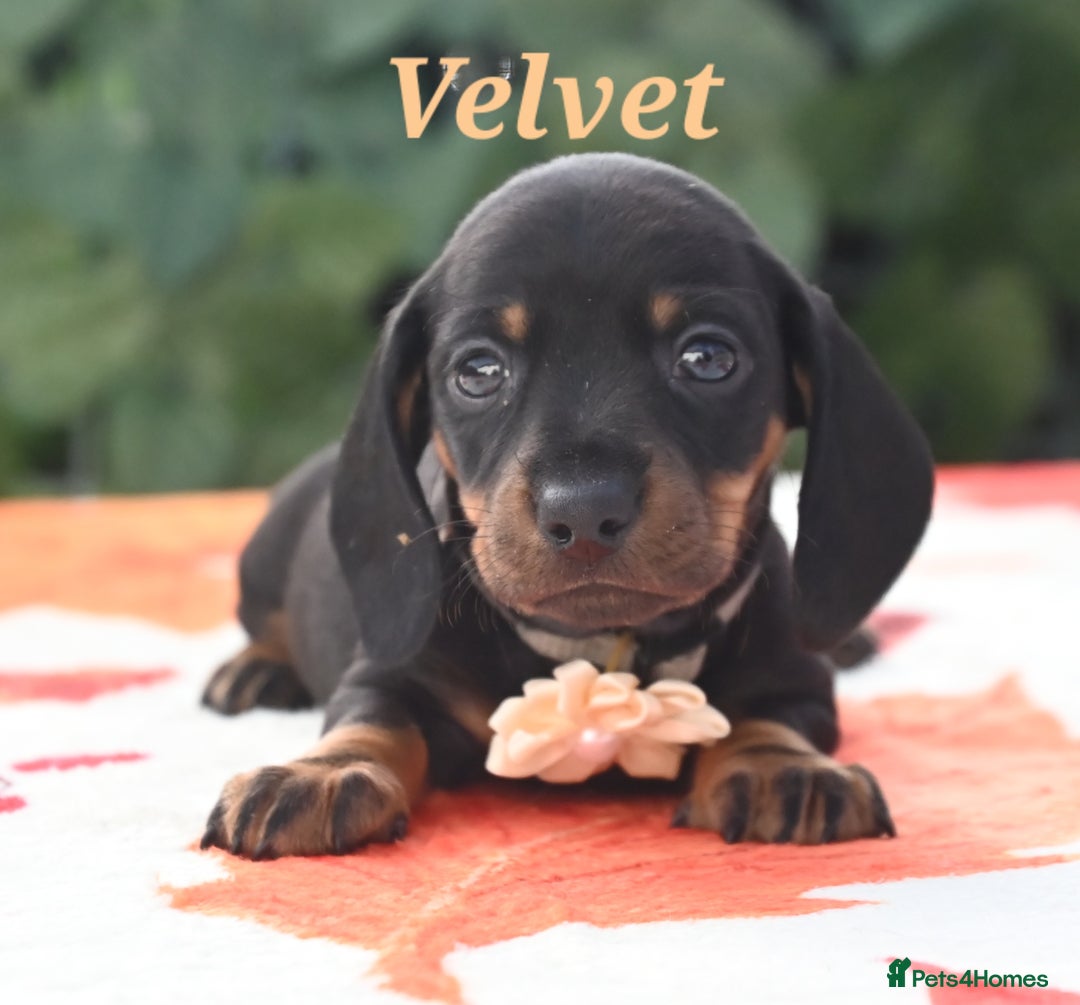 Miniature Dachshund dogs for sale: Beautiful KC black and tan smooth girls - Advert 3