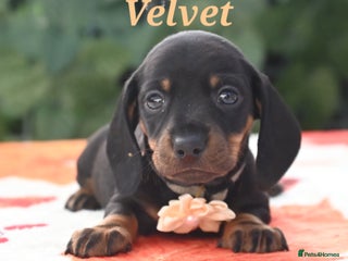 Miniature Dachshund dogs - Advert 35