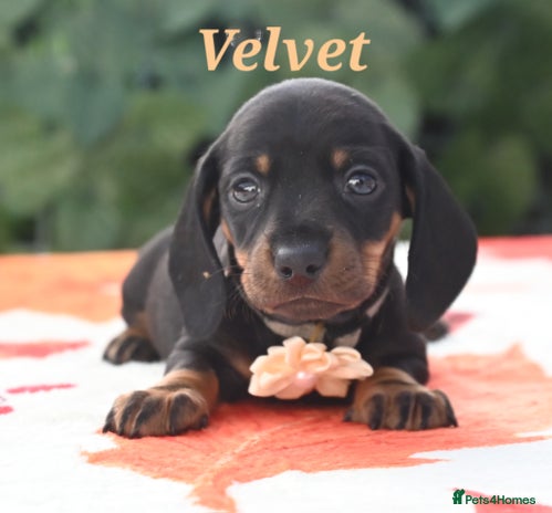 Miniature Dachshund dogs - Advert 9