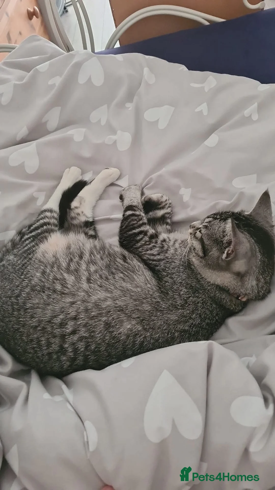 British Shorthair cats for sale: Shirt haired cat - Advert 4