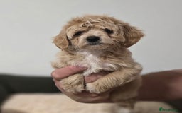 Maltipoo dogs for sale: Maltipoo Puppies – 3 Girls & 3 Boys - Image 12