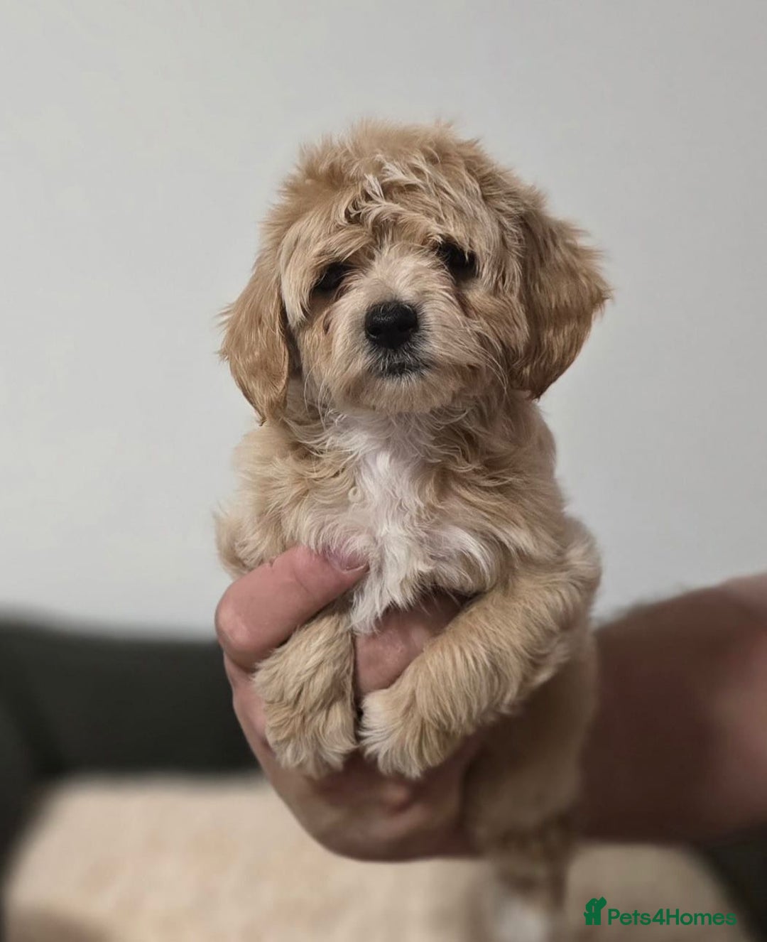 Maltipoo dogs for sale: Maltipoo Puppies – 3 Girls & 3 Boys - Image 12