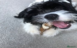 Mixed Breed dogs for sale: Female Floodle Puppy looking for her forever home - Image 3
