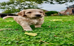Mini Goldendoodle dogs for sale: Goldendoodle Puppies F2– Therapy & Support Dog Mum - Image 16