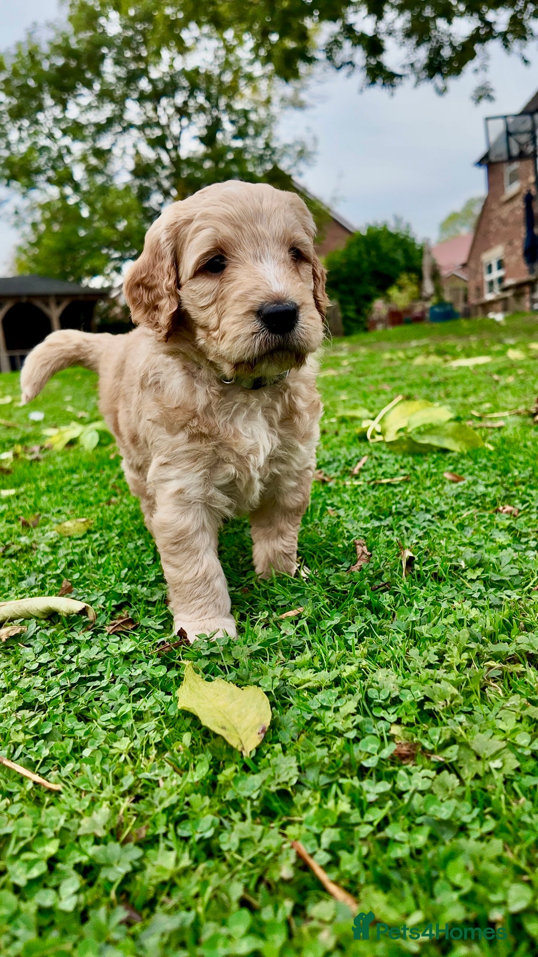 Mini Goldendoodle dogs for sale: Goldendoodle Puppies F2– Therapy & Support Dog Mum - Image 16