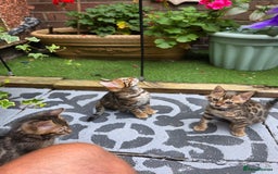 Bengal cats for sale: ✨ Bengal Kittens Looking for Loving Homes ✨ - Image 20