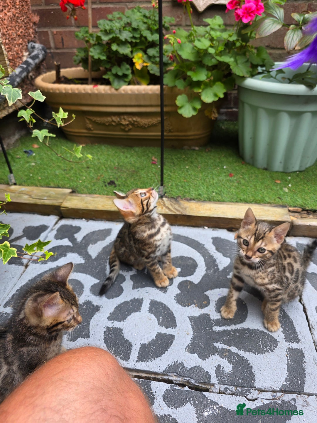 Bengal cats for sale: ✨ Bengal Kittens Looking for Loving Homes ✨ - Image 20