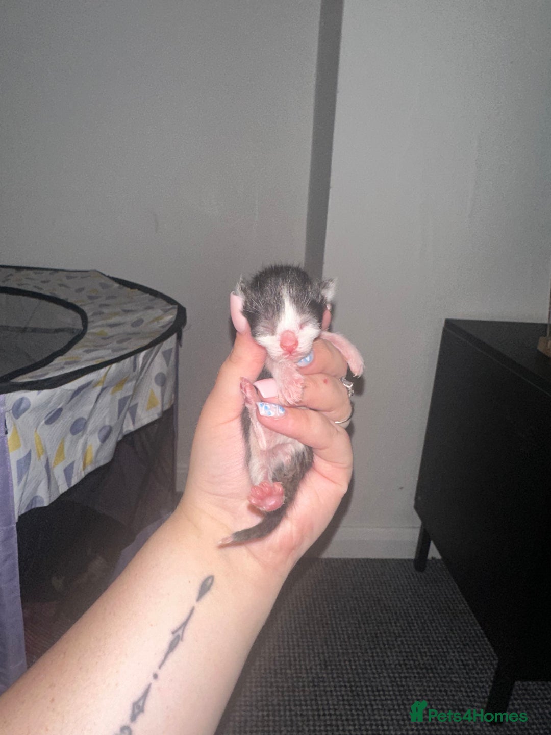 Mixed Breed cats for sale: Half sphinx and half short haired kittens  - Image 5