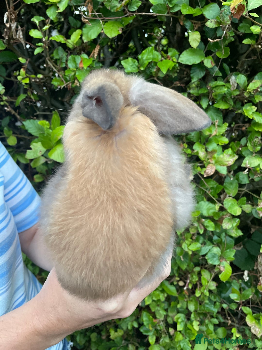 Mini Lop rabbits for sale: Pure Bred Mini Lop Bunnies  - Image 12