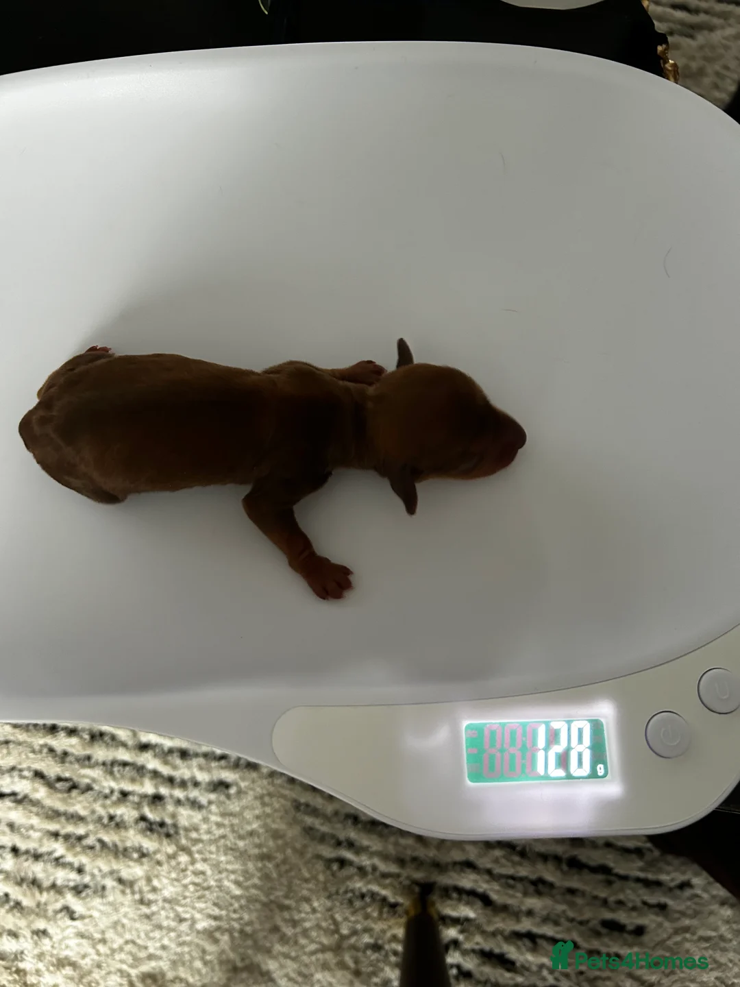 Miniature Dachshund dogs for sale: 2 Cute Mini Dachshund Brothers–Raised with Mum&Dad - Advert 5