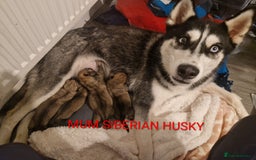 Mixed Breed dogs for sale: Akitachow cross husky  - Advert 6