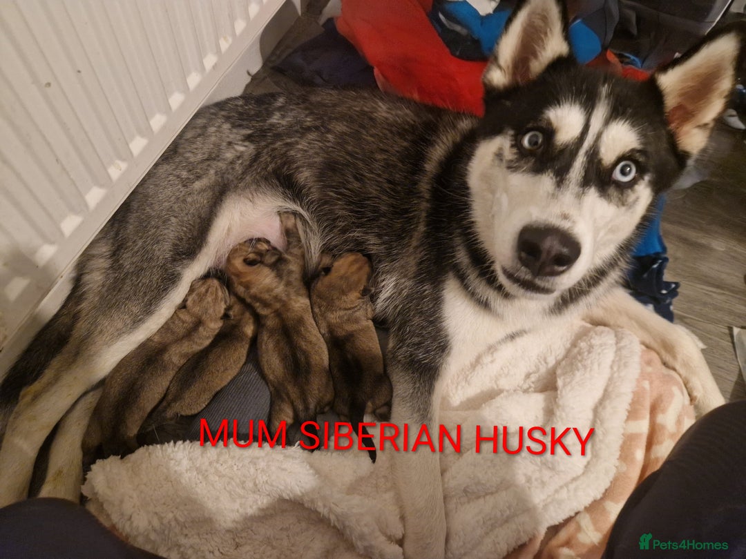 Mixed Breed dogs for sale: Akitachow cross husky  - Advert 6