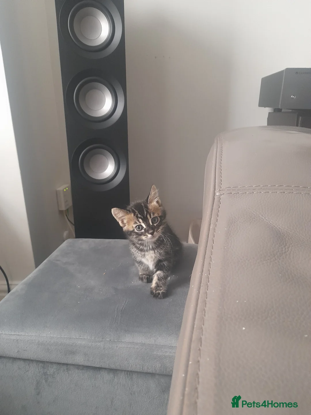 Bengal cats for sale: STUNNING BENGAL KITTENS - Advert 2