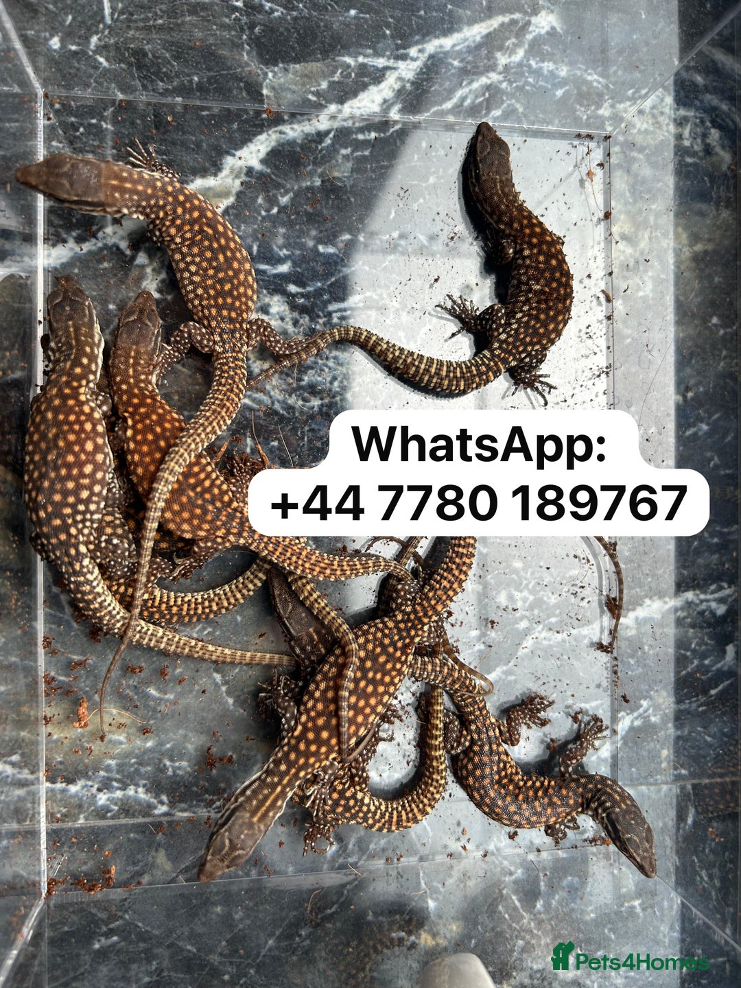Monitor reptiles for sale: 🦎 Pure Red Ackie Monitors - Image 3