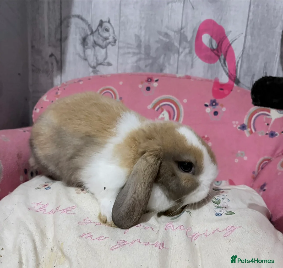 Mini Lop rabbits for sale: Mini lop babies 🐰  - Advert 1