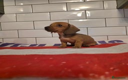 Miniature Dachshund dogs for sale: Full of champions!!! pra clear mini dachshunds in South Shields - Image 15
