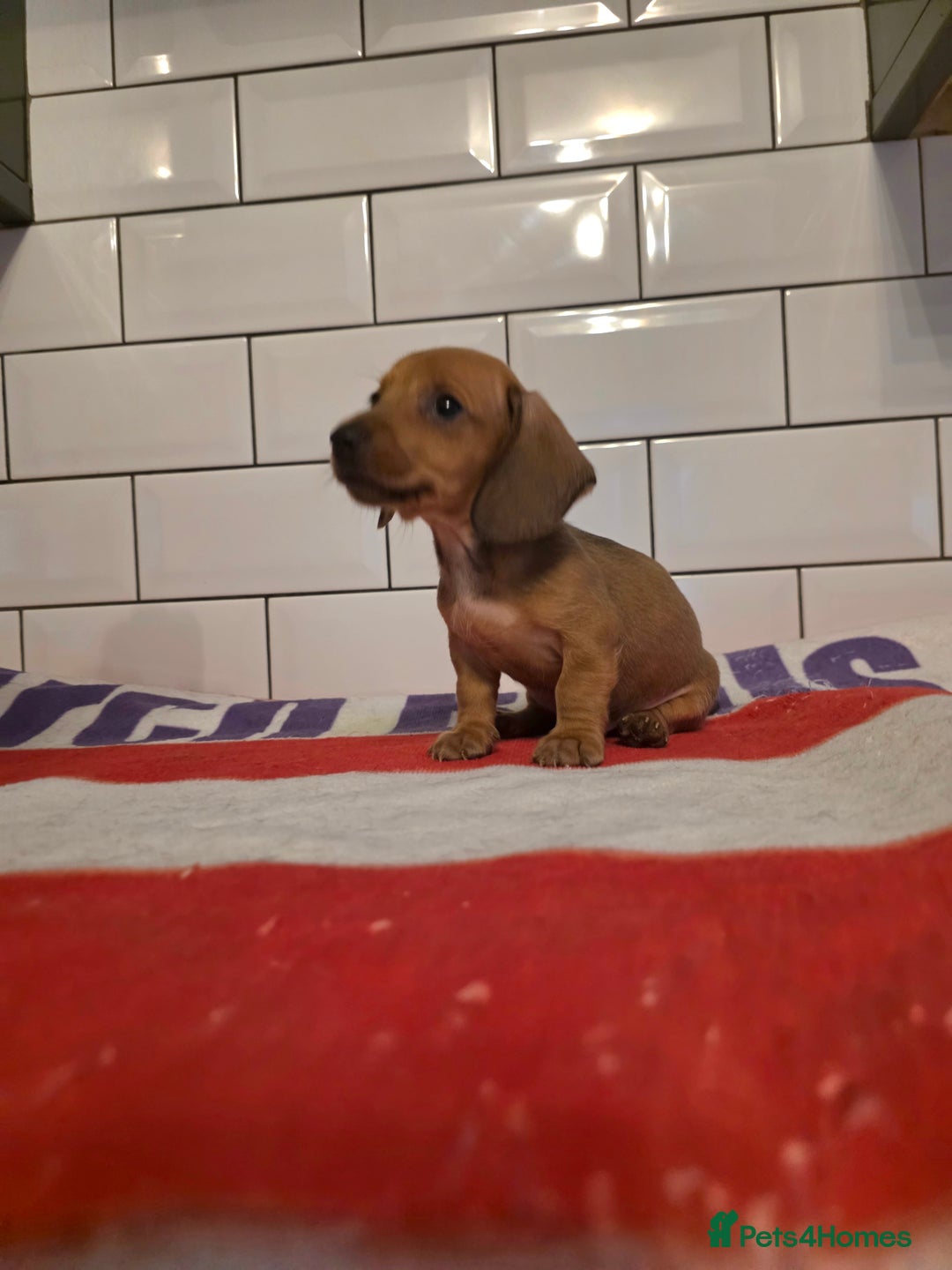 Miniature Dachshund dogs for sale: Full of champions!!! pra clear mini dachshunds in South Shields - Image 15