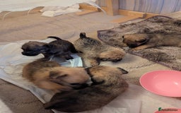Mixed Breed dogs for sale: Norfolk terrier cross cairn terrier  - Image 16