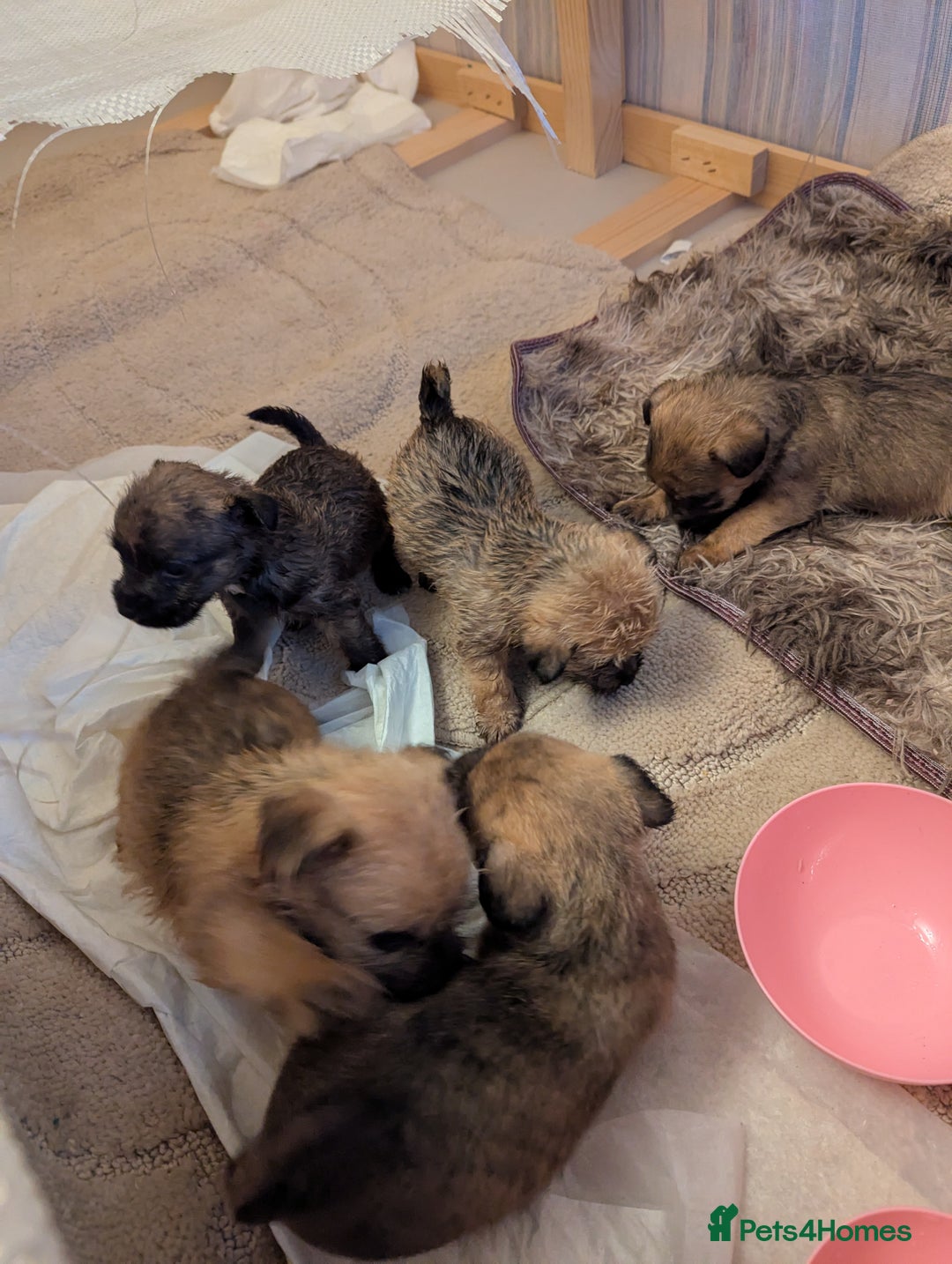 Mixed Breed dogs for sale: Norfolk terrier cross cairn terrier  - Image 16