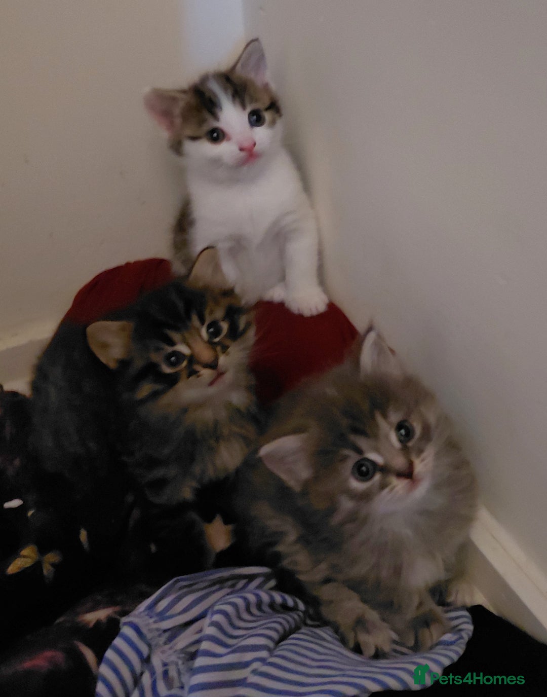 Mixed Breed cats for sale: Gorgeous fluffy kitties - Advert 1