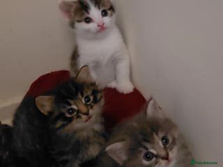 Mixed Breed cats Gorgeous fluffy kitties - Advert 2