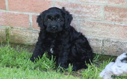 Cavapoo dogs for sale: Beautiful F1 Cavapoo puppies for sale - Image 27