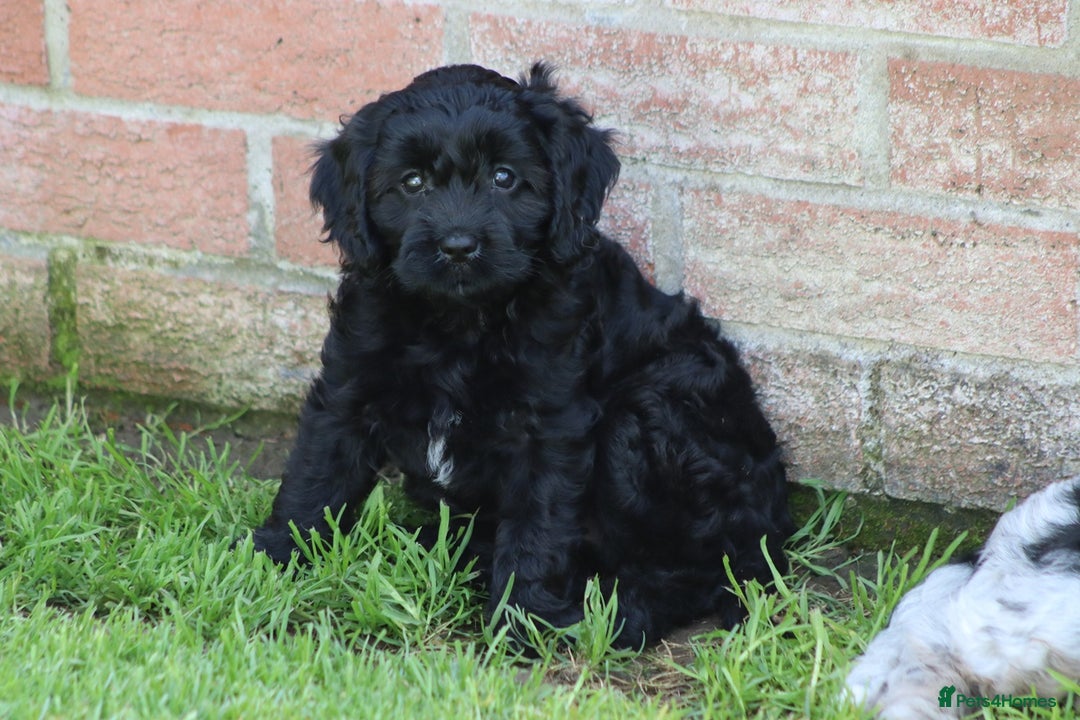 Cavapoo dogs for sale: Beautiful F1 Cavapoo puppies for sale - Image 27