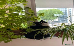 British Longhair cats for sale: Caspian British Long hair 3yrs in March 2026 - Image 4