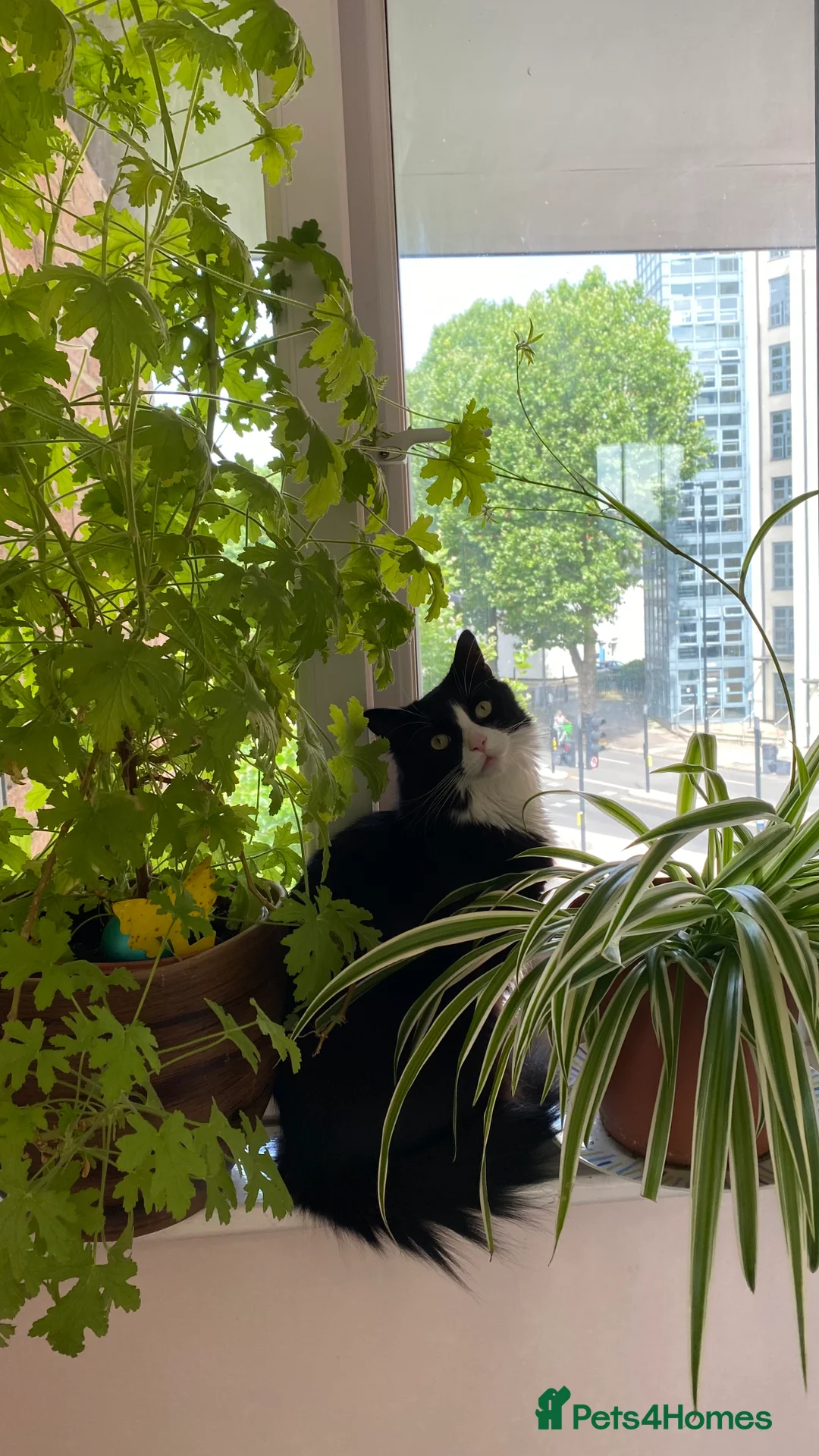 British Longhair cats for sale: Caspian British Long hair 3yrs in March 2026 - Advert 4