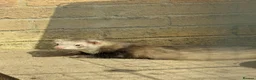 Ferret rodents for sale: Pair of Semi-Angora Ferrets Seek Experienced Home - Advert 2