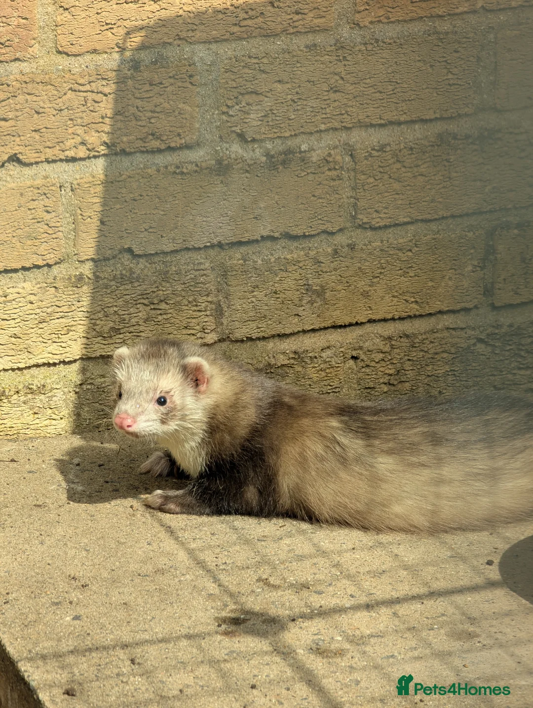 Ferret rodents for sale: Pair of Semi-Angora Ferrets Seek Experienced Home - Advert 2