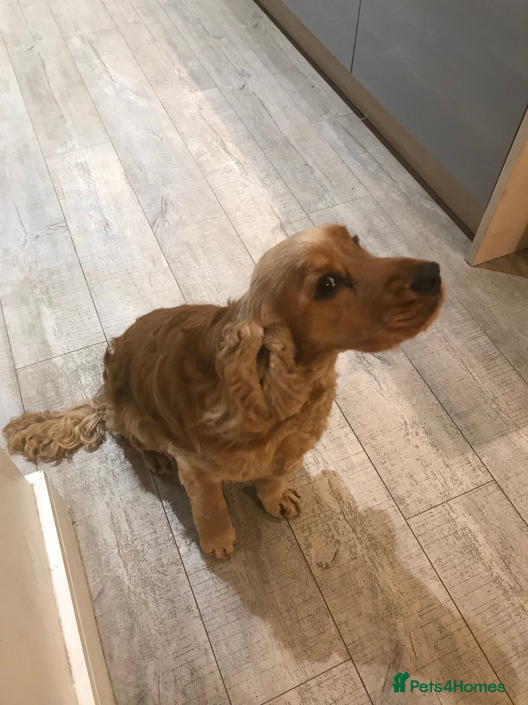 Cocker Spaniel dogs for sale: KC reg show cocker spaniel puppies in Wisbech - Image 16