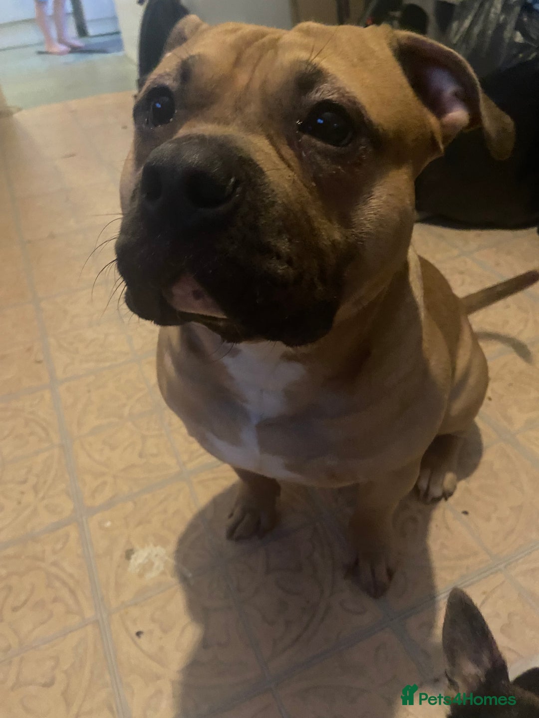 Mixed Breed dogs for sale: Hulk staffy cross pocket bully  - Advert 3