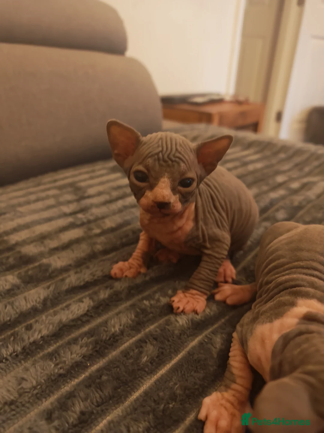 Sphynx cats for sale: Sphinx kittens  - Advert 2