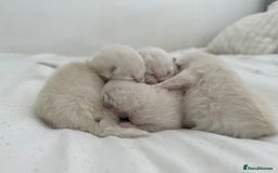 Ragdoll cats for sale: BLUE POINT RAGDOLL KITTENS! - Image 5