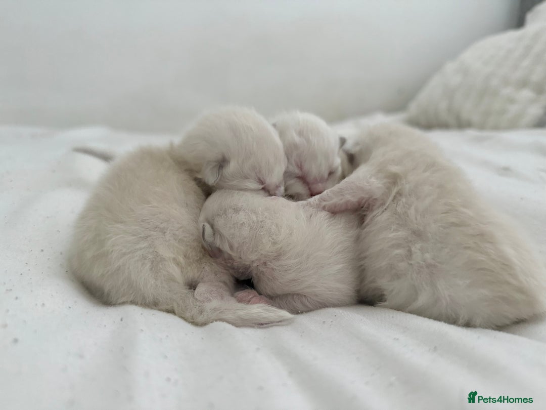 Ragdoll cats for sale: BLUE POINT RAGDOLL KITTENS! - Image 5
