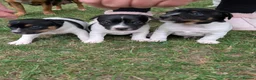 Jack Russell dogs for sale: Jack Russell girl  in Wickford - Advert 6